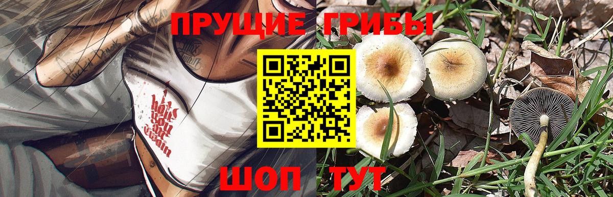 Галлюциногенные грибы GOLDEN TEACHER  наркошоп  Знаменск  Галлюциногенные грибы Cubensis 